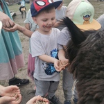 Chłopiec karmiący alpkę