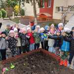 Grupa dzieci podczas sadzenia cebulek żonkili 
